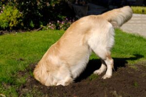 Cani In Giardino Come Limitare I Danni Dei Nostri Amici