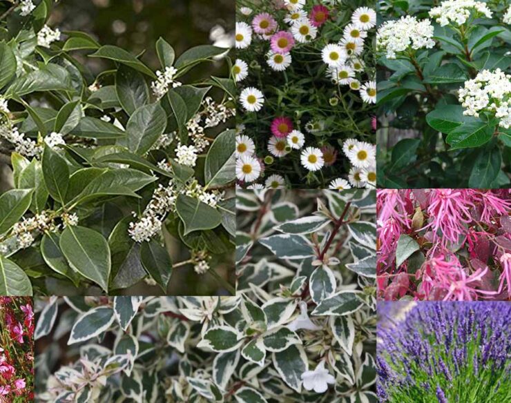 piante decorative per giardino