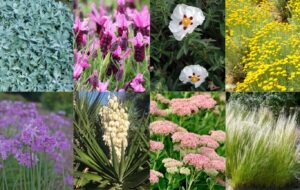 8 piante resistenti alla siccità